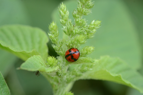 Six-spotted Zigzag Ladybird