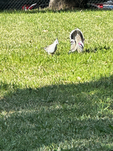 Crested Pigeon