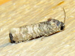 Epiblema obfuscana