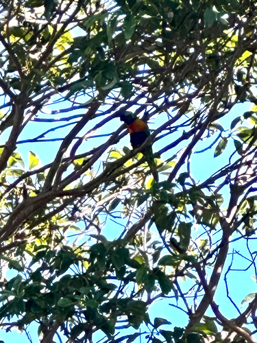 Rainbow Lorikeet
