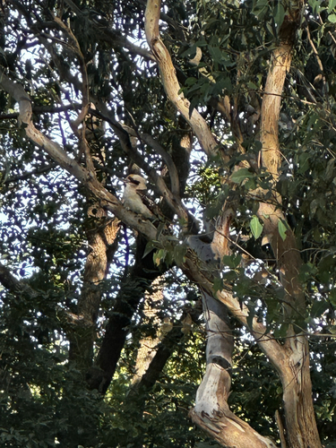 Laughing Kookaburra