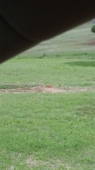 Cynomys ludovicianus