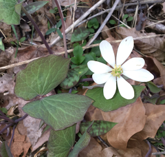 Jeffersonia diphylla