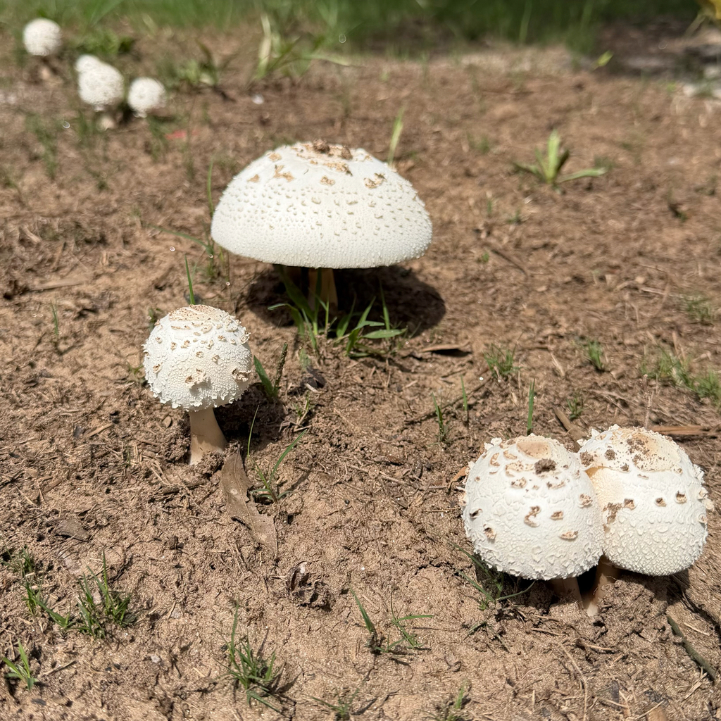 Green-spored Parasol · June 2026 · photo: Photo: (c) Dan Vickers, some rights reserved (CC BY) · iNaturalist