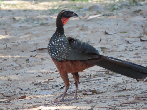Chestnut-bellied Guan (Penelope ochrogaster)