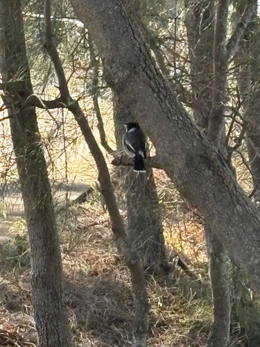 Grey Butcherbird