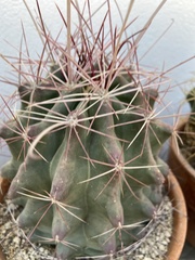 Hamatocactus