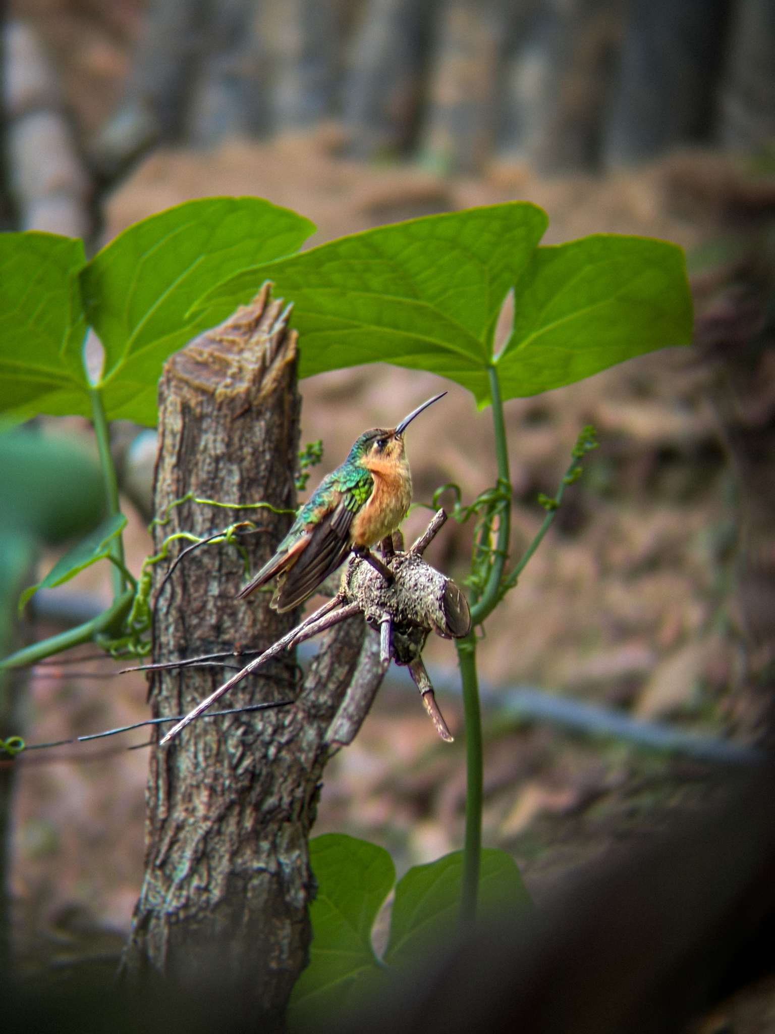 Rufous Sabrewing (Pampa rufa), photo 2