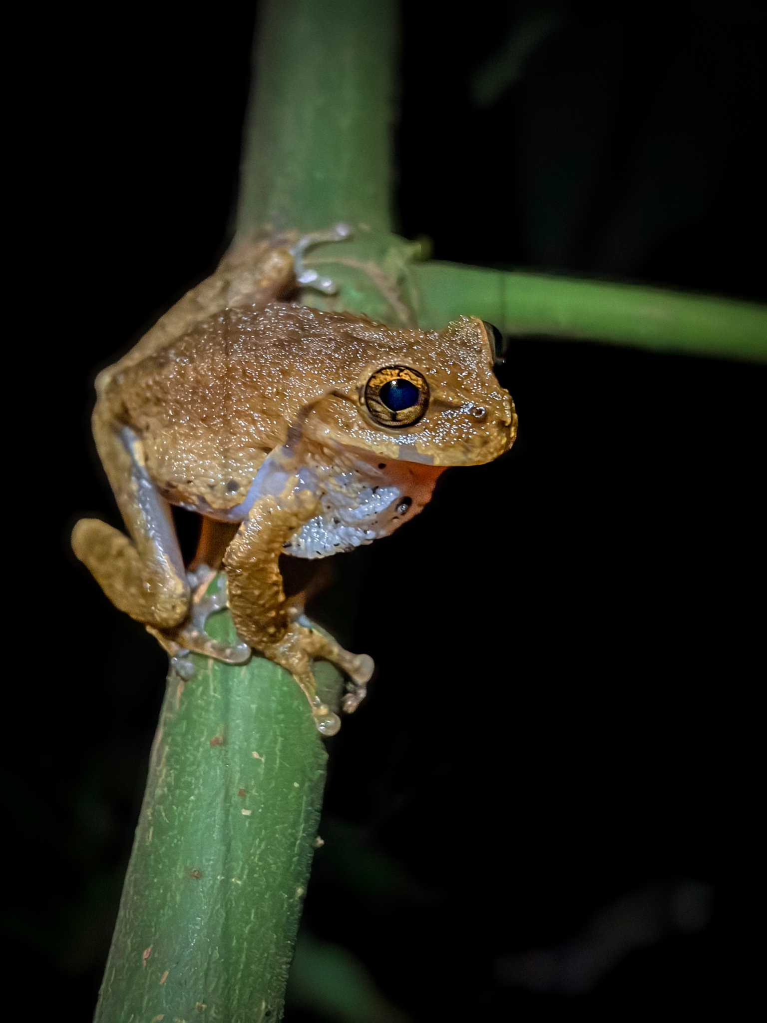 Plectrohyla catracha