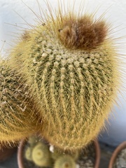 Parodia
