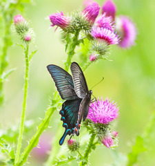Papilio dehaanii