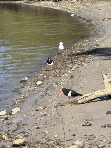 Pied Oystercatcher