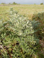 Cirsium undulatum