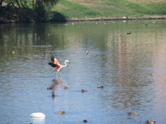 Phoenicopterus chilensis