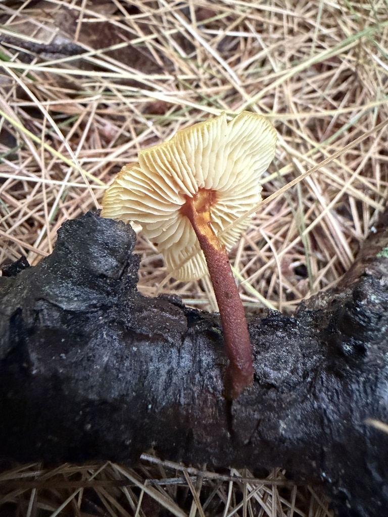 Orange Faint Foot Mushroom · June 2026 · photo: Photo: (c) Nat Gorka, some rights reserved (CC BY) · iNaturalist