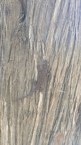Hemidactylus frenatus observed 2026-06-22