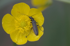Oedemera tristis