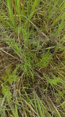 Lomatium dasycarpum