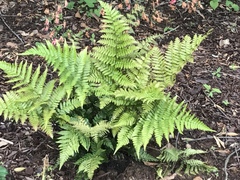Dryopteris erythrosora