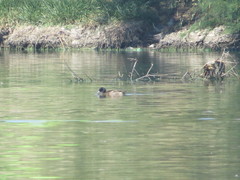 Heteronetta atricapilla