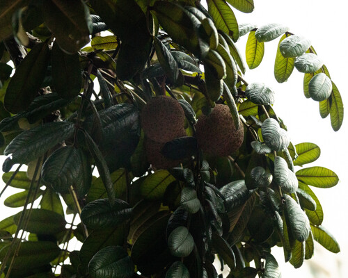 Andira legalis