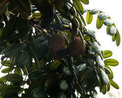 Andira legalis