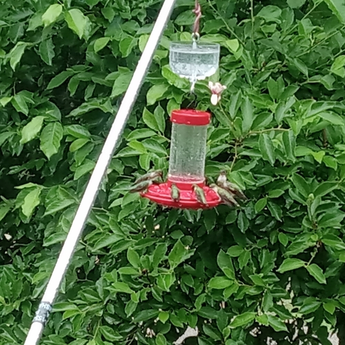 Ruby-throated Hummingbird
