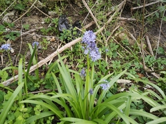 Hyacinthoides italica