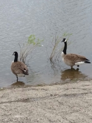 Branta canadensis