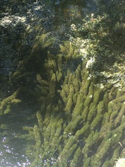 Ceratophyllum demersum