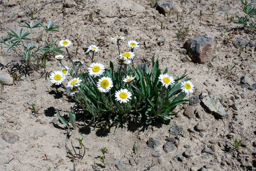 Erigeron eatonii, 2026-06-18