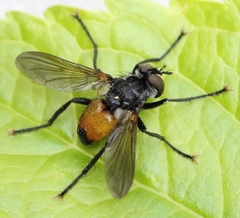 Hemyda obscuripennis