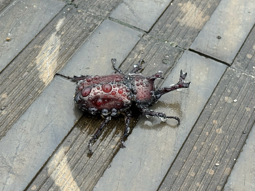 Japanese Rhinoceros Beetle
