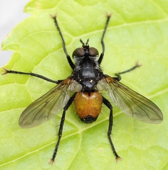 Hemyda obscuripennis