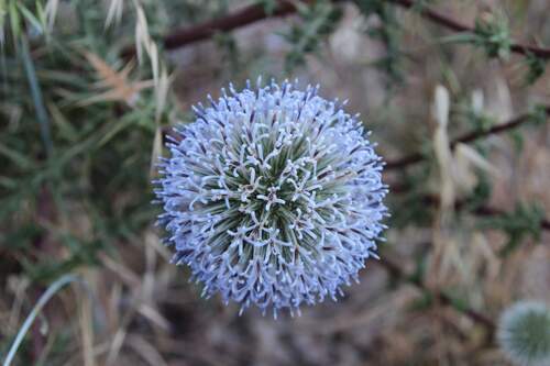 Echinops spinosissimus, photograph 6