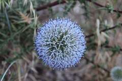 Echinops spinosissimus, photograph (c) Cesar Ormazabal, some rights reserved (CC BY)
