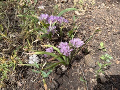 Allium siskiyouense