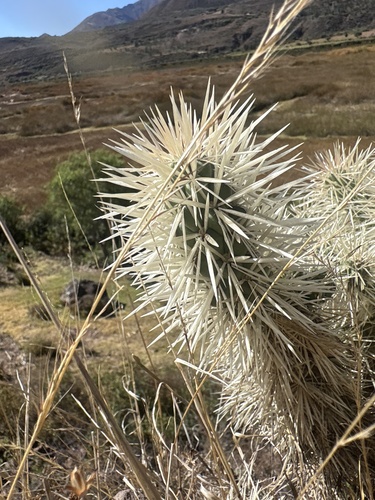Cylindropuntia tunicata, photograph 5