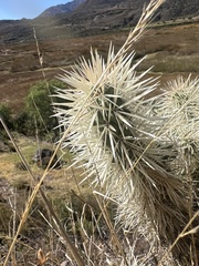 Cylindropuntia tunicata, photograph (c) Archer Silverman, some rights reserved (CC BY)