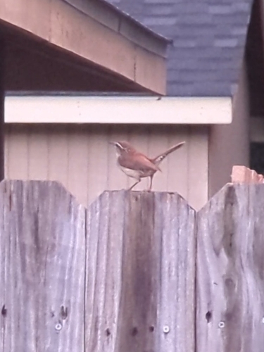 Carolina Wren