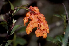 Epidendrum ardens