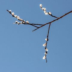 Salix × reichardtii