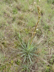 Yucca arkansana