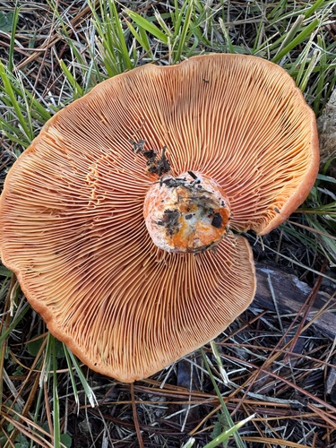saffron milkcap