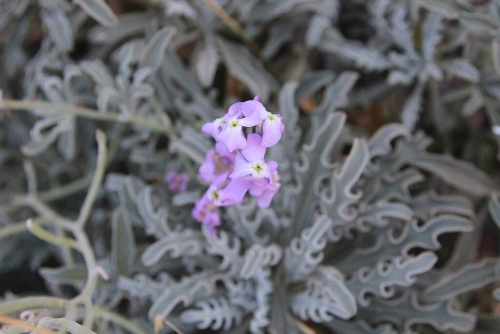Matthiola sinuata; photograph (c) Cesar Ormazabal, some rights reserved (CC BY)