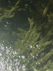 Ceratophyllum demersum