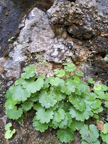Sullivantia sullivantii, photograph 3