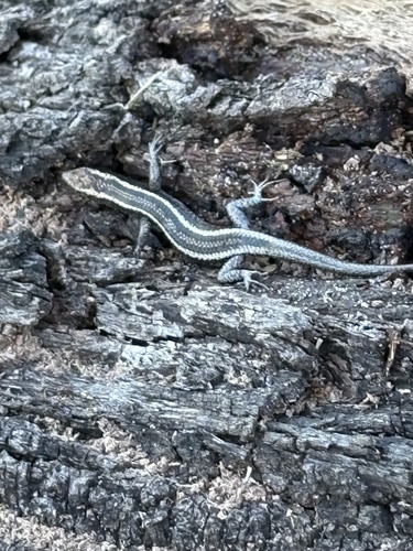 Elegant Snake-eyed Skink