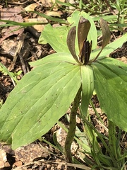 Trillium viride