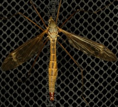 Tipula paterifera